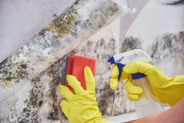 Best Environmental Consulting for Mold Prevention  in Oak Hills, OR